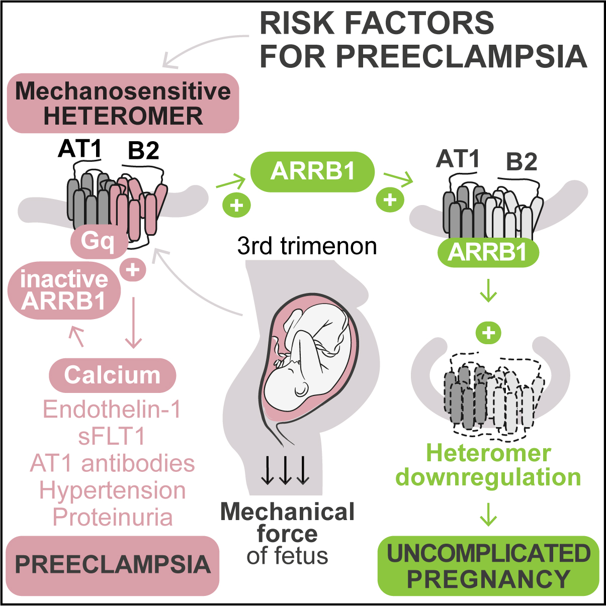 Enlarged view: Risk factors for preeclampsia